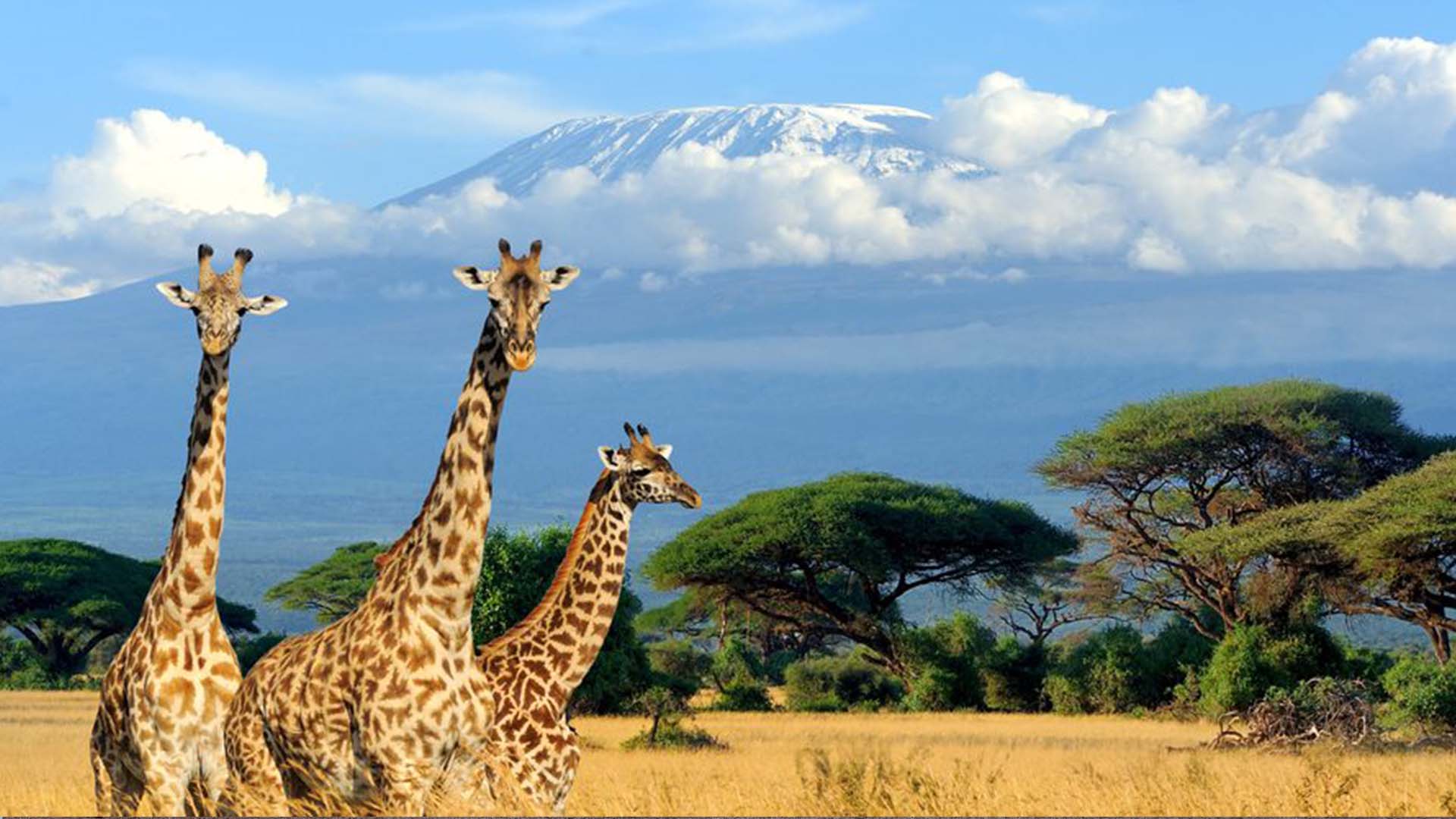 Kilimanjaro