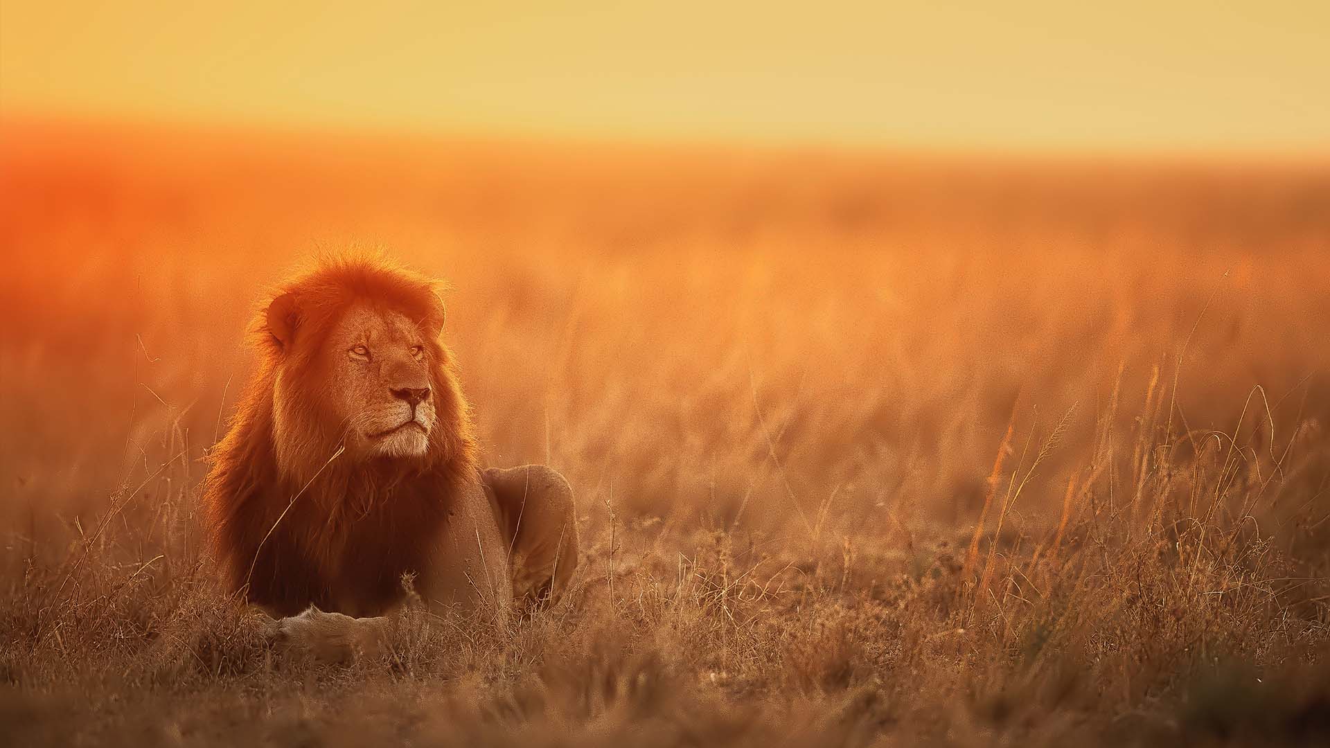 Lion