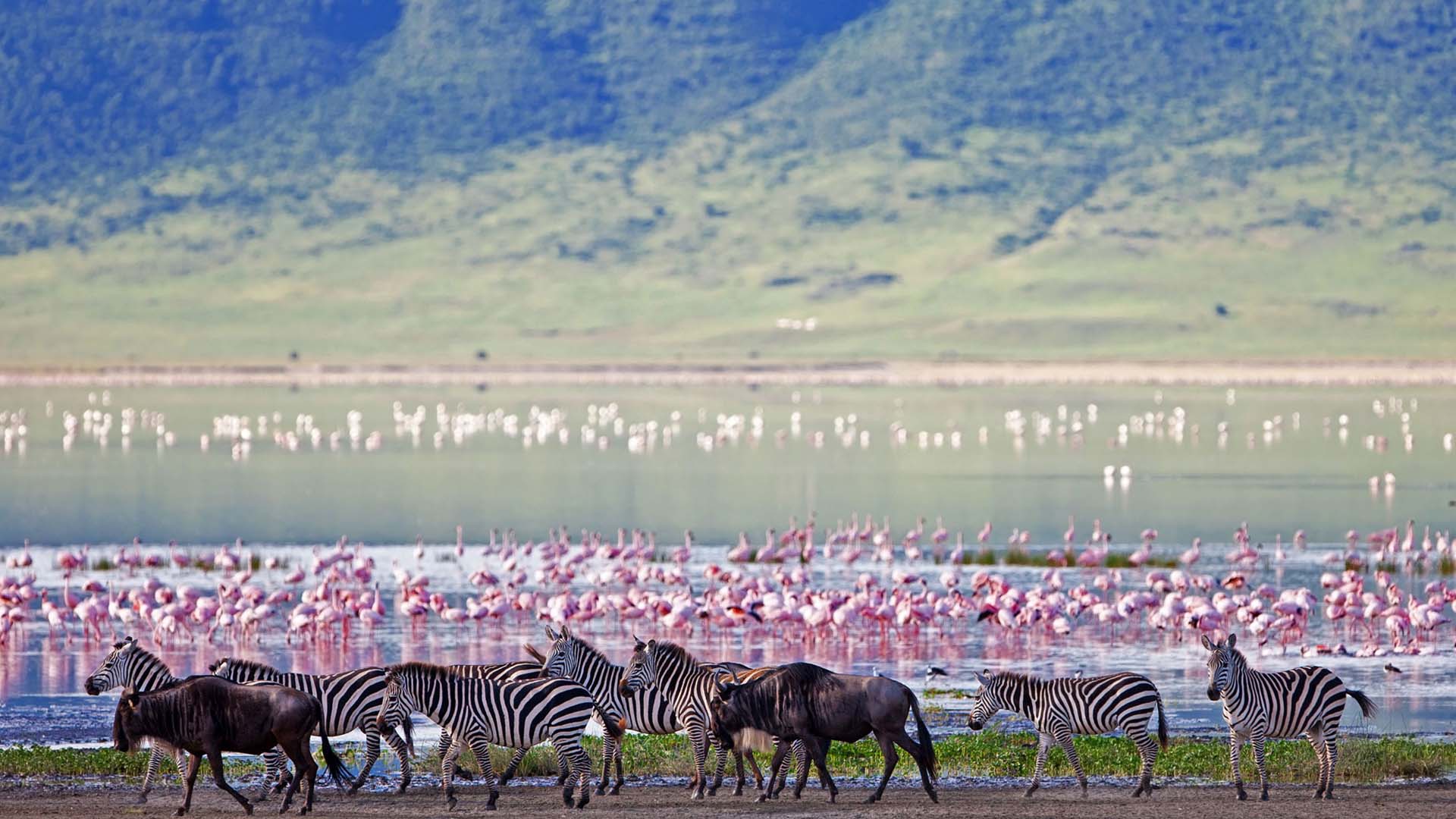 Ngorongoro