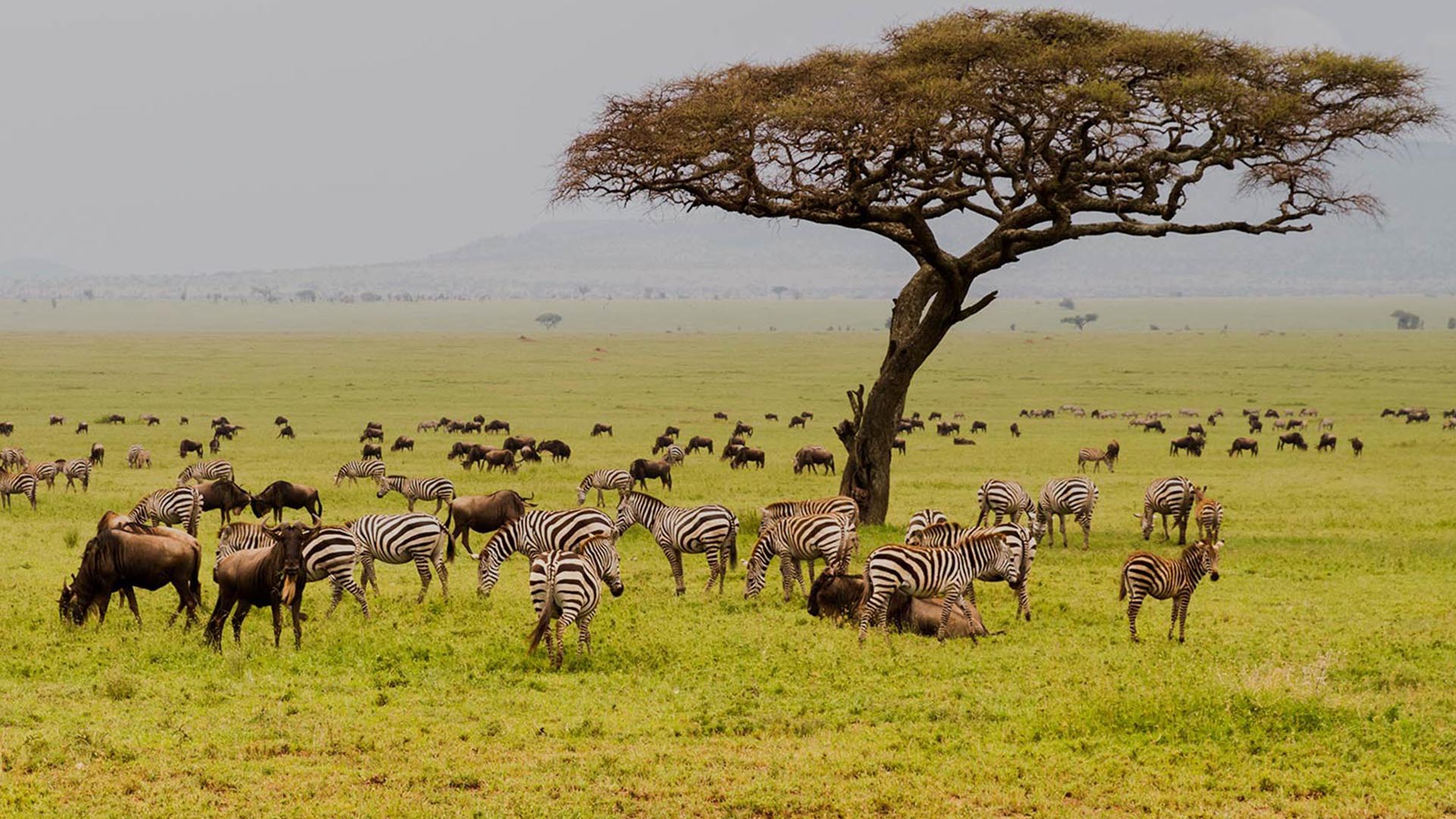 Serengeti